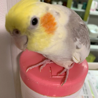 オカメインコがいなくなりました
