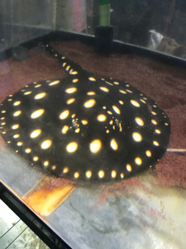 淡水エイ、ダイヤモンドスティングレー、