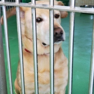 里親決定！有難うございました！🆘飼主持込保健所収容🐶ラブmix♀...