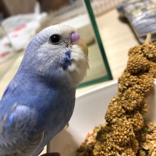 インコ