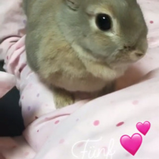 うさぎの里親募集 (現地引き取り)
