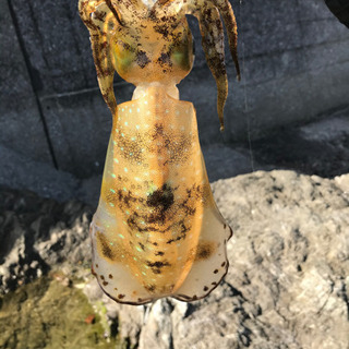 釣り友募集
