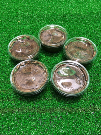 ババオウゴンオニクワガタ幼虫5匹セット