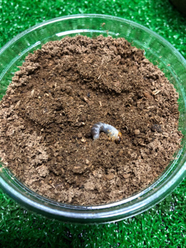 ババオウゴンオニクワガタ幼虫5匹セット