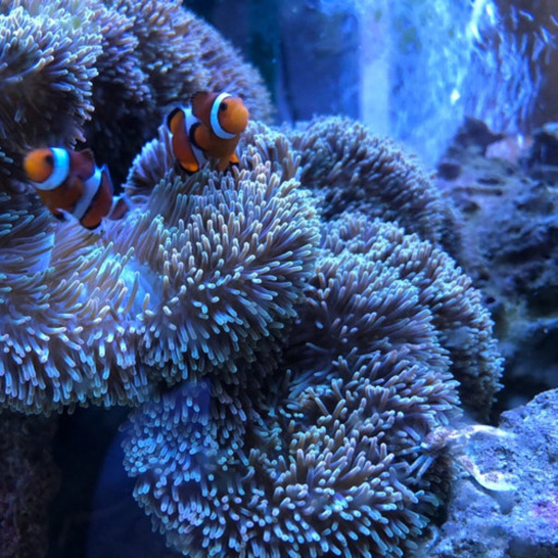 沖縄県産ハタゴイソギンチャク20cm前後&カクレクマノミ&アカホシカニダマシ　※お得にセット販売