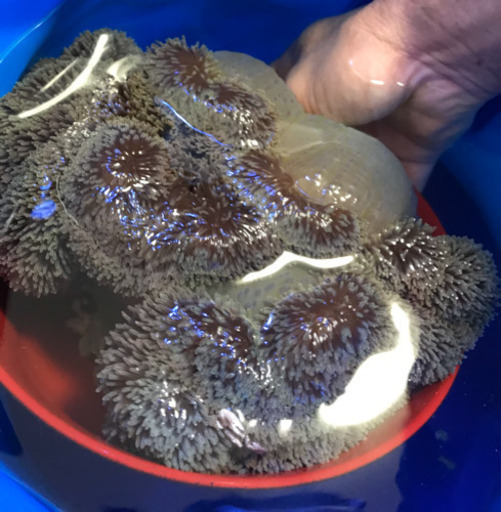 沖縄県産ハタゴイソギンチャク20cm前後&カクレクマノミ&アカホシカニダマシ　※お得にセット販売