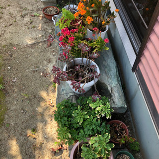 鉢植え