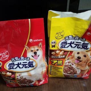 愛犬元気、欲しい方あげます。