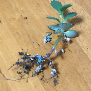 子持ち草(子宝草)苗