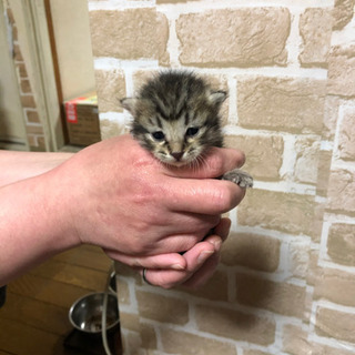 6匹の保護猫、キジトラの子猫ちゃん