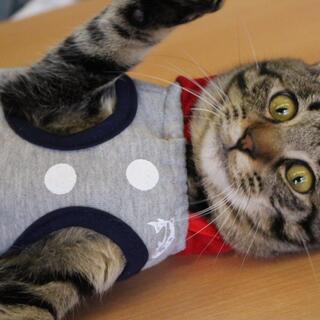 不思議なくらい甘えん坊な楽しい　いちごジャム君ですの画像