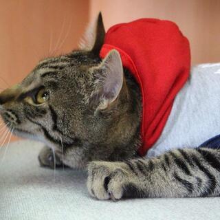 不思議なくらい甘えん坊な楽しい　いちごジャム君です - 猫