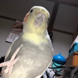 オカメインコちゃん