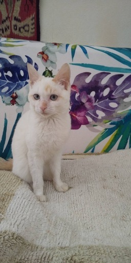 猫フィギュア 森口修 シャム猫 猫 ねこ ネコ 置物 ねこぶそう