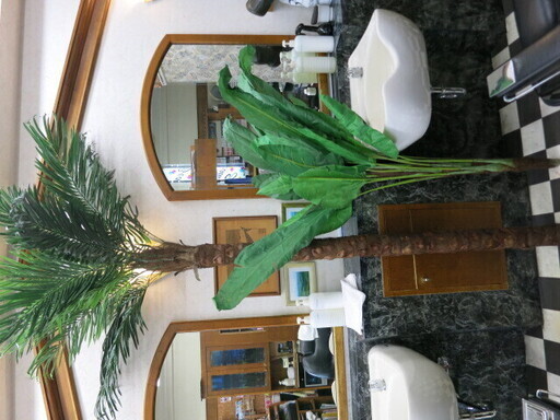 希少品？　人工観葉植物