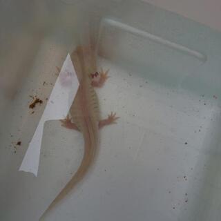 ウーパールーパーあげます