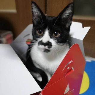 去勢済み　1歳　雌　鼻がピエロみたいな猫ですの画像