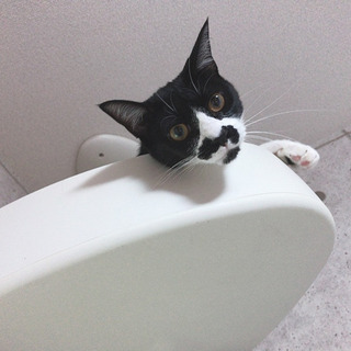 去勢済み　1歳　雌　鼻がピエロみたいな猫です - 猫