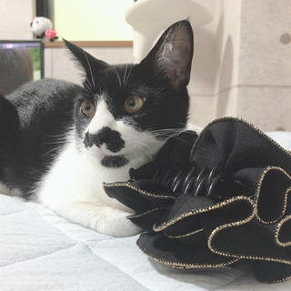去勢済み　1歳　雌　鼻がピエロみたいな猫です − 大阪府