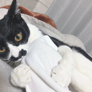 去勢済み　1歳　雌　鼻がピエロみたいな猫です - 大阪市