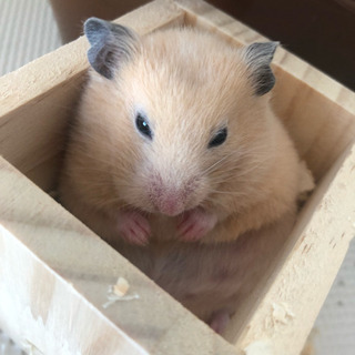 キンクマ 