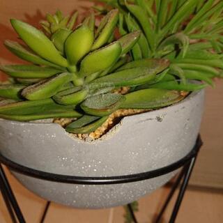 造花、インテリアの画像