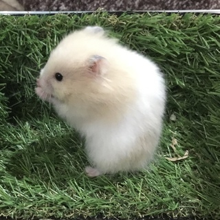 【けんぼの森】〓完売〓ゴールデンハムスター 《クリーム》 1匹➡...