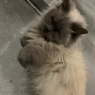 迷い猫