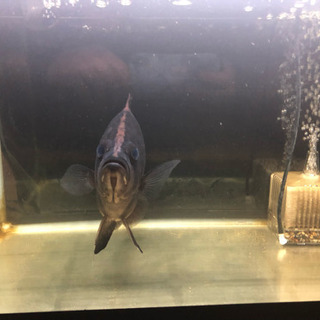 ダトニオ 熱帯魚