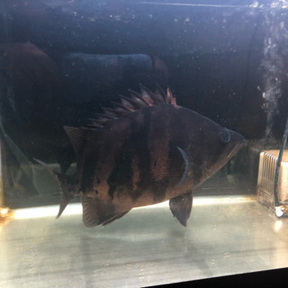 ダトニオ 熱帯魚