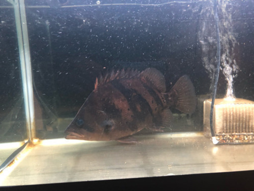 ダトニオ 熱帯魚