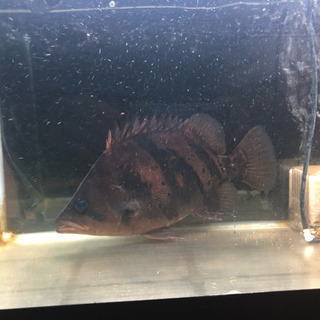 ダトニオ 熱帯魚