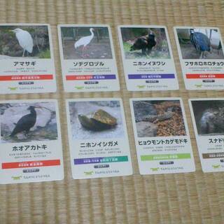 揃っていない　天王寺動物園　どうぶつカード　てんのうじどうぶつえ...