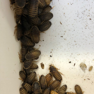 デュビア③の画像