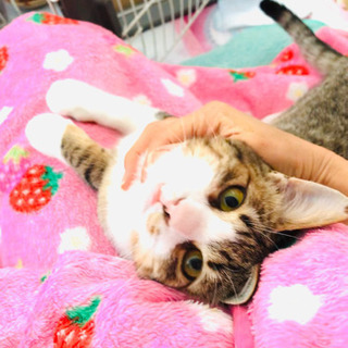 猫空✈️😸シリーズPart11❣️宮崎県愛護センターより❣️キャ...