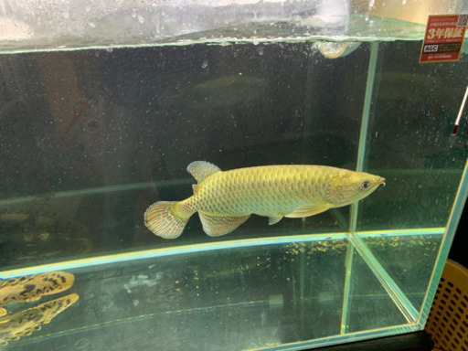 ノーザンバラムンディ