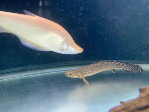 売ります  熱帯魚