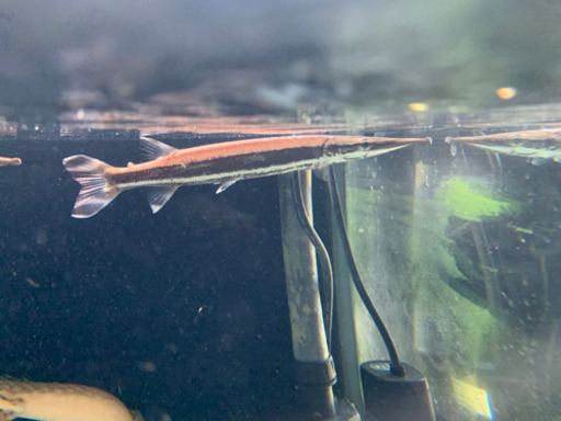 売ります  熱帯魚