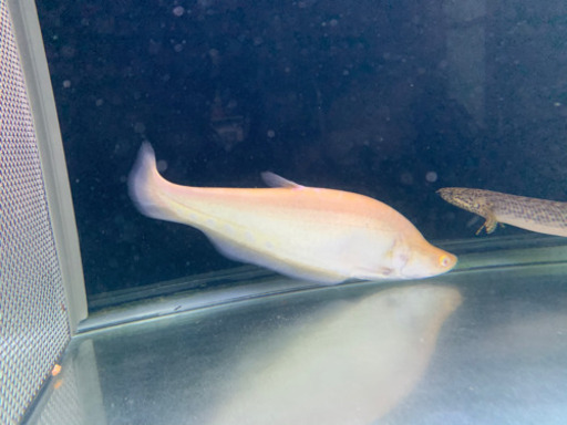 売ります  熱帯魚