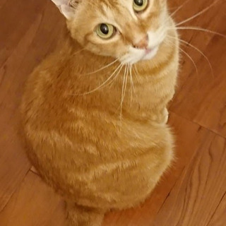 室内飼育 穏やかな茶トラ男の子 9歳