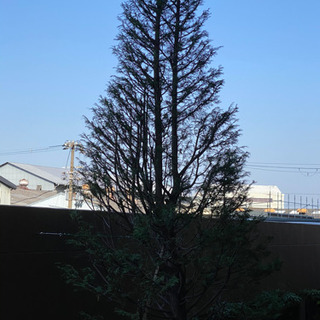 庭木の剪定、除草など承ります。