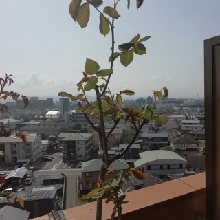 バラ苗（キャンディストライプ）を無料で差し上げます。