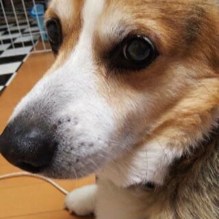里親様決定しました☆盲目のコーギー