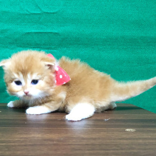 折れ耳スコティッシュの男の子🐈