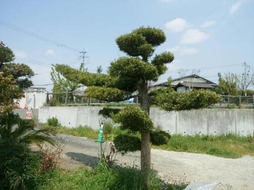 まきの木