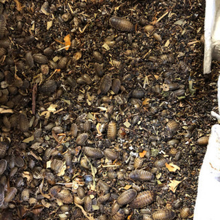 デュビア④の画像