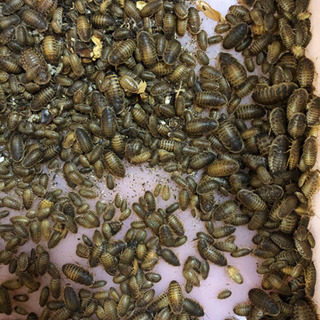 デュビア④の画像