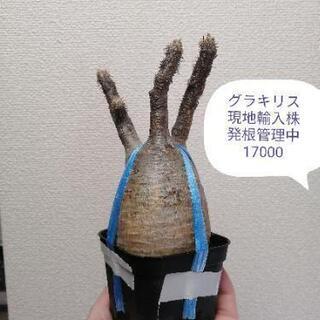 パキポディウム、洋ランなど、植物色々お譲り先を探していまの画像