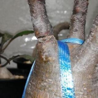 パキポディウム、洋ランなど、植物色々お譲り先を探していまの画像