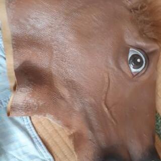 馬の被り物